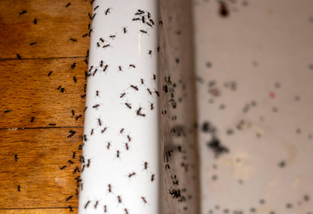 Best Bed Bug Extermination  in Paramount, CA